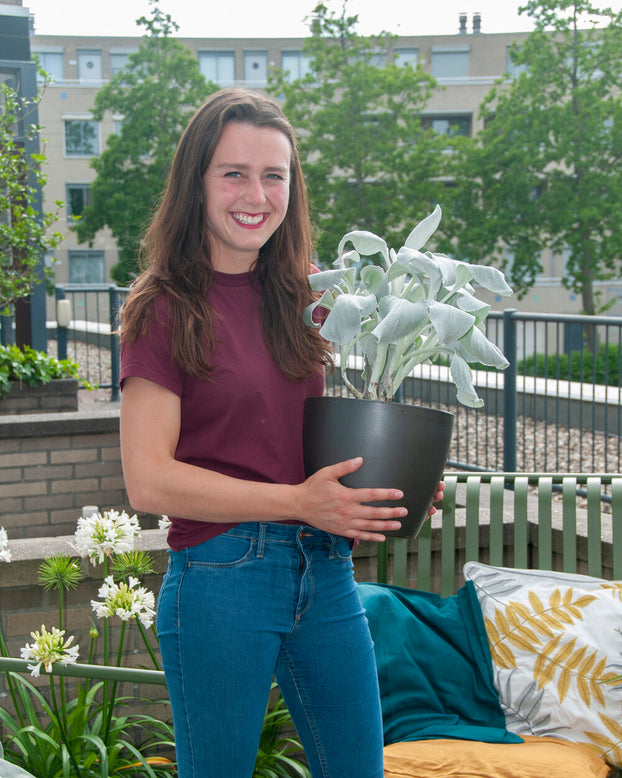 Senecio 'Angel Wings'