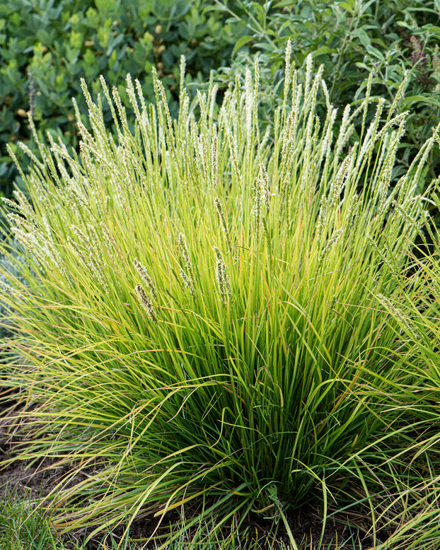 Sesleria autumnalis