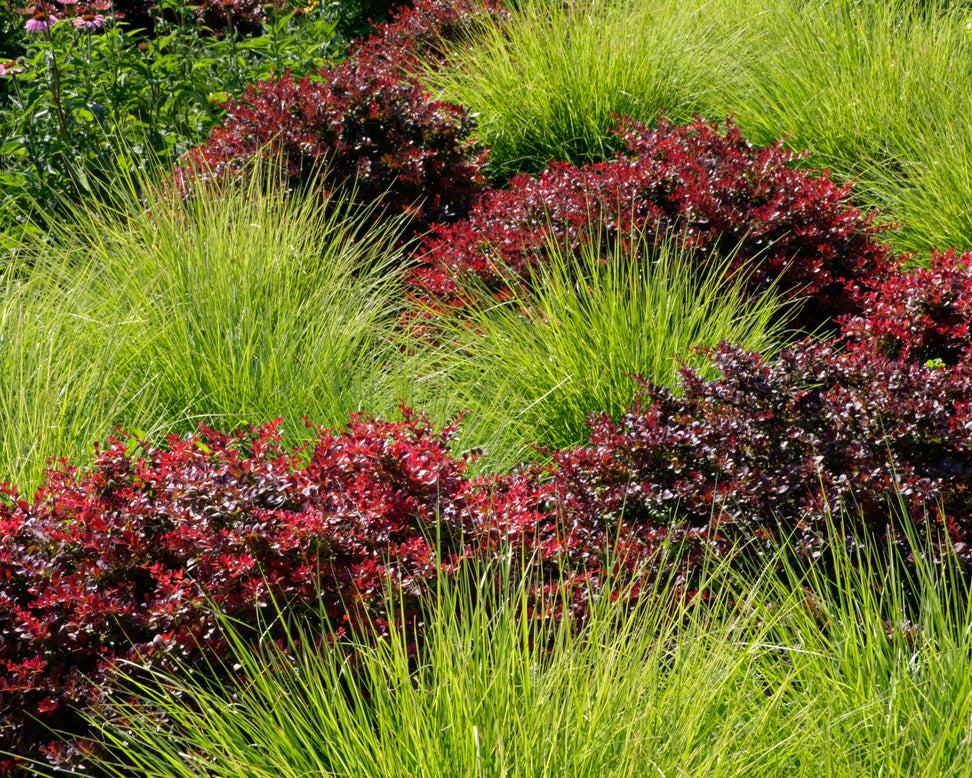 Sesleria autumnalis