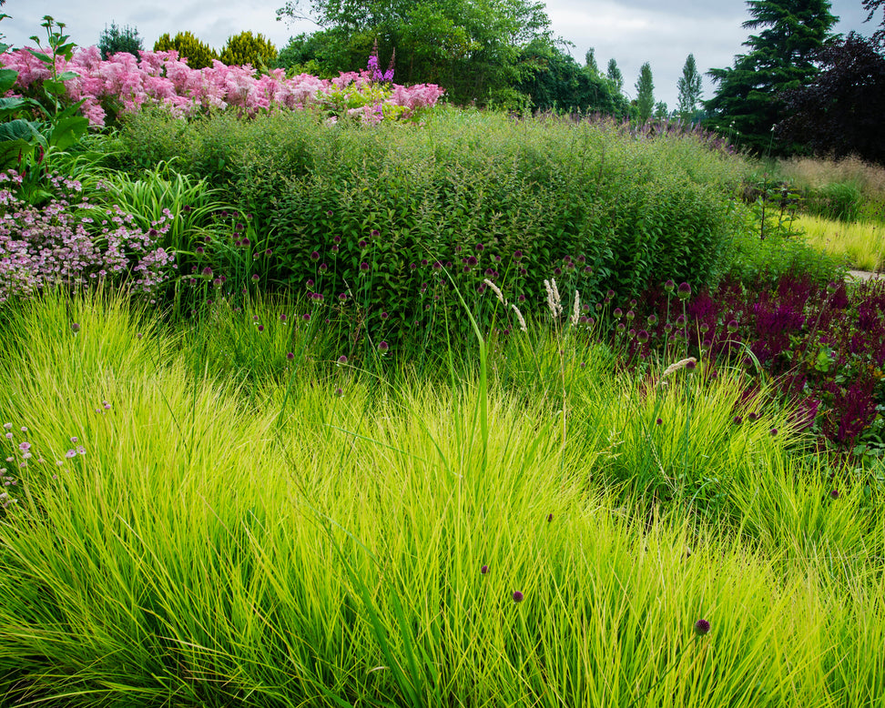 Sesleria autumnalis