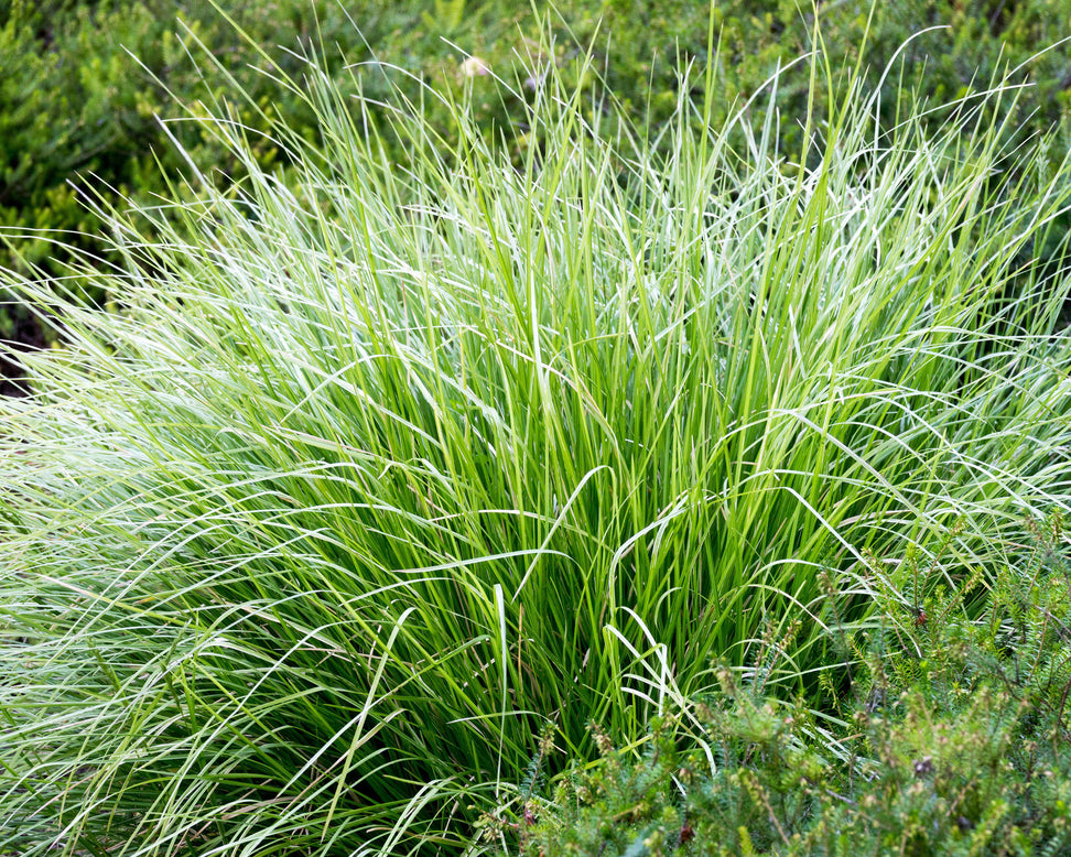 Sesleria autumnalis