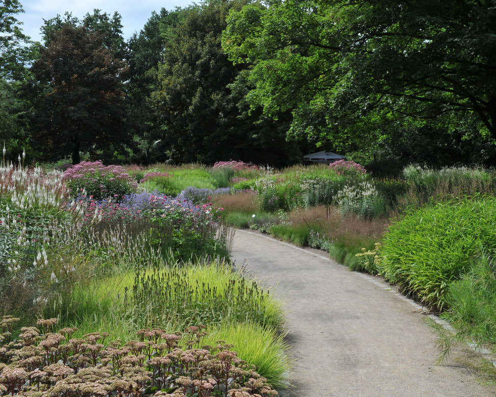 Sesleria autumnalis