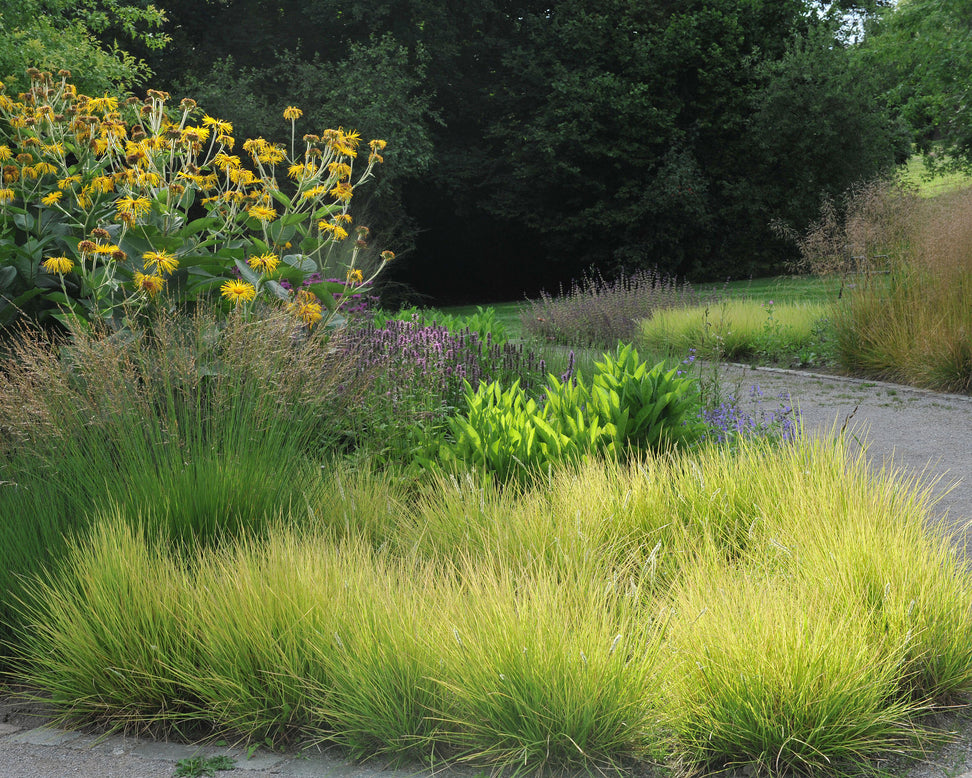 Sesleria autumnalis