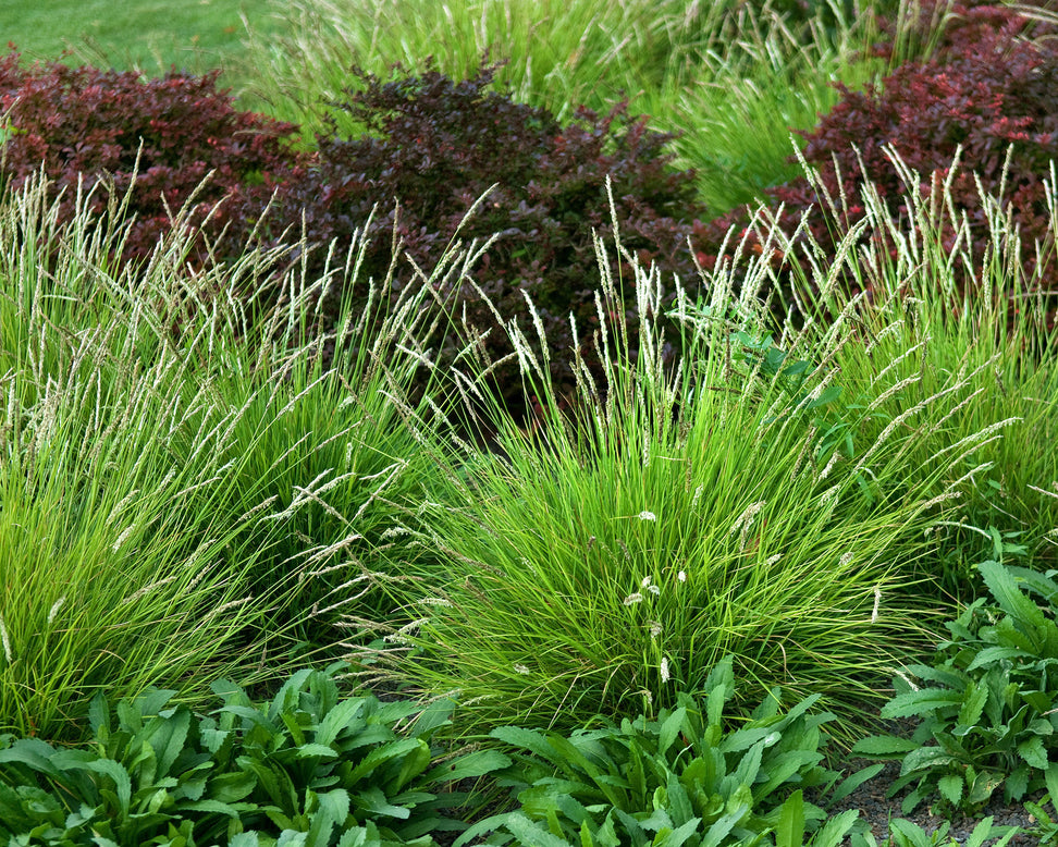 Sesleria autumnalis