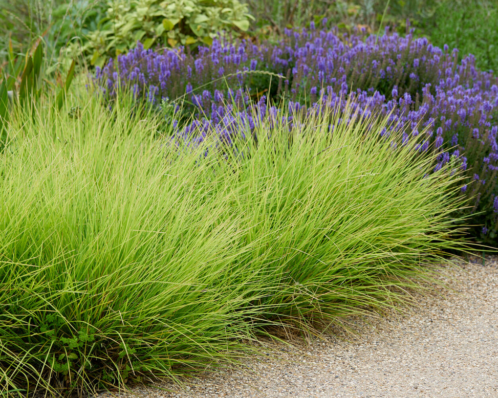 Sesleria autumnalis