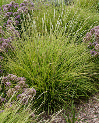 Sesleria bare roots (moor-grass)