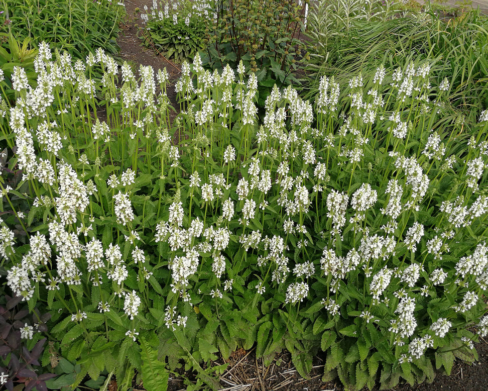 Stachys 'Summer Snowcone'