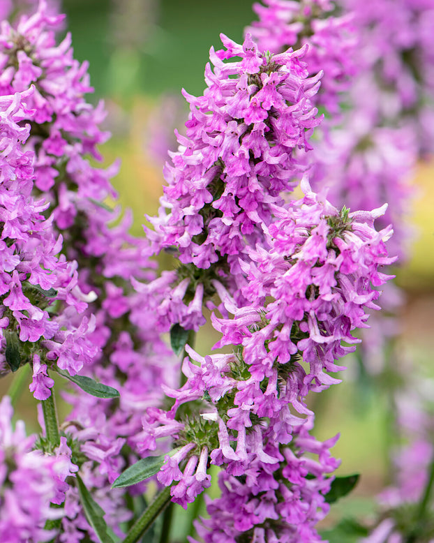 Stachys 'Summer Grapes'