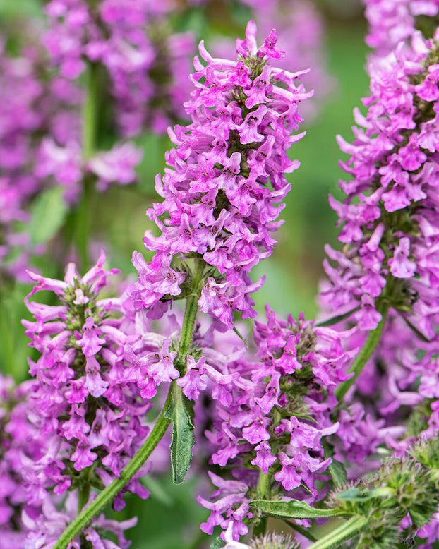 Stachys 'Summer Grapes'