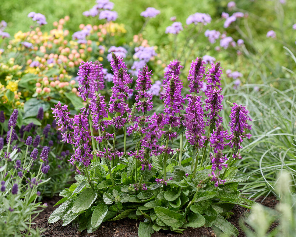 Stachys 'Summer Grapes'