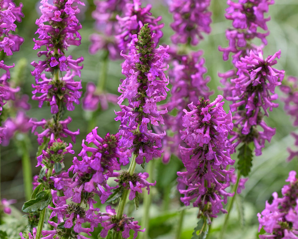 Stachys 'Summer Grapes'