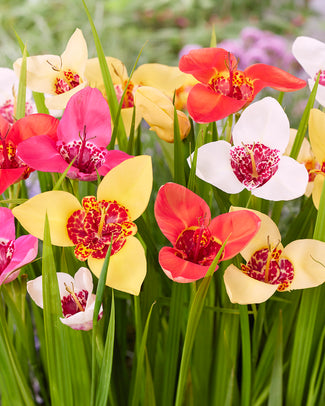 Tigridia bulbs (tiger flower)