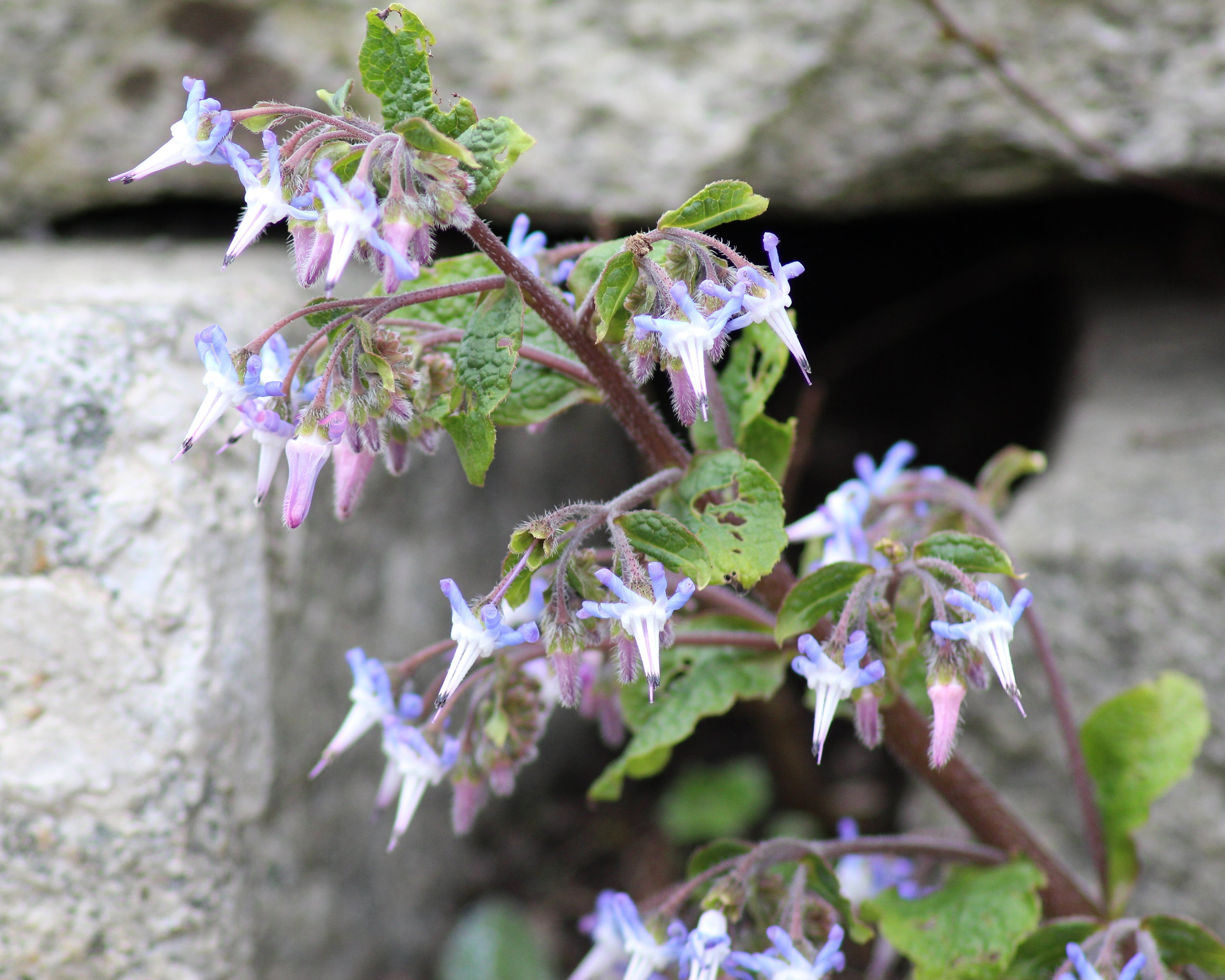 Trachystemon orientalis (early-flowering borage) bare roots — Buy ...