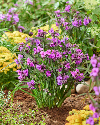 Tradescantia bare roots