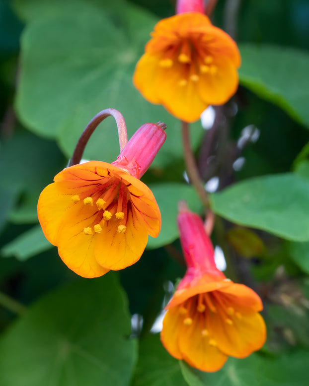 Tropaeolum tuberosum