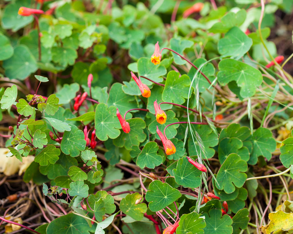 Tropaeolum tuberosum