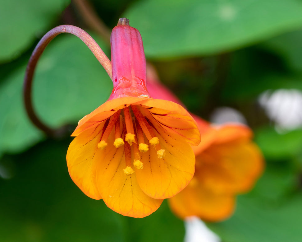 Tropaeolum tuberosum