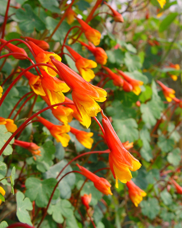 Tropaeolum tuberosum