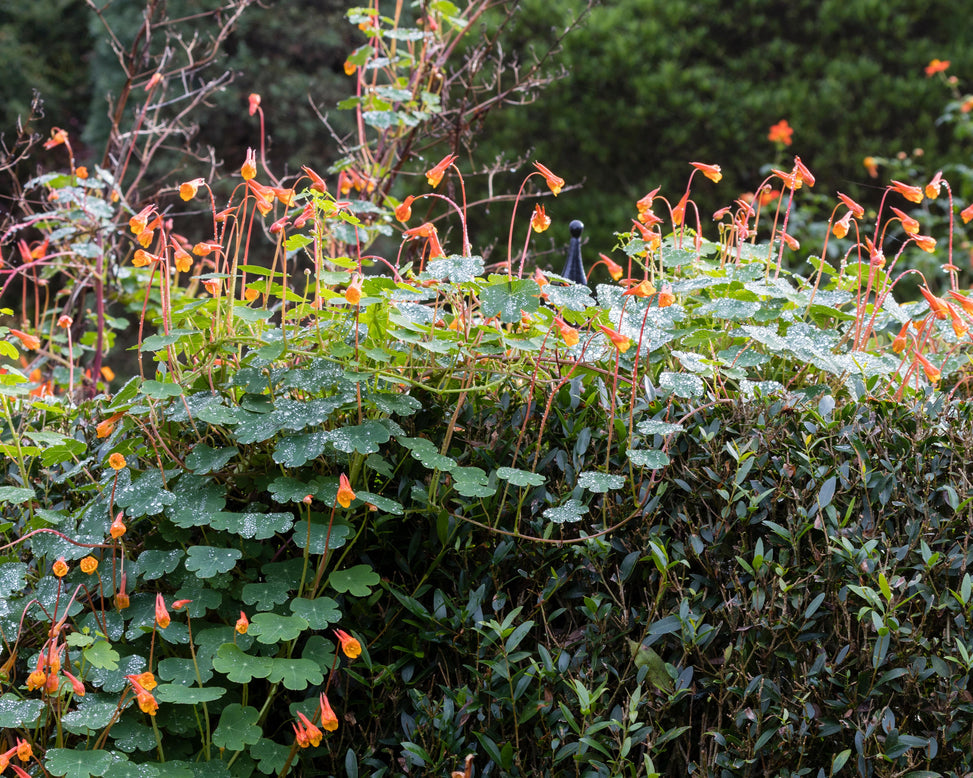 Tropaeolum tuberosum