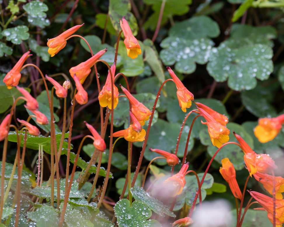 Tropaeolum tuberosum