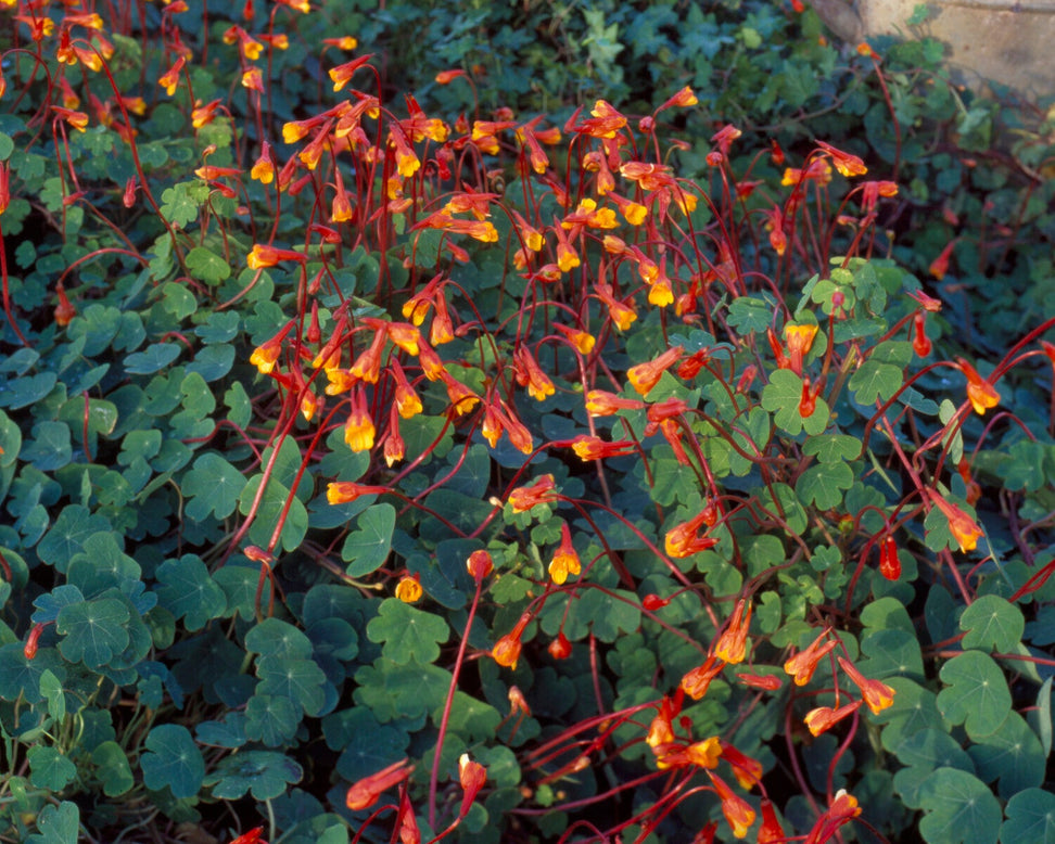 Tropaeolum tuberosum