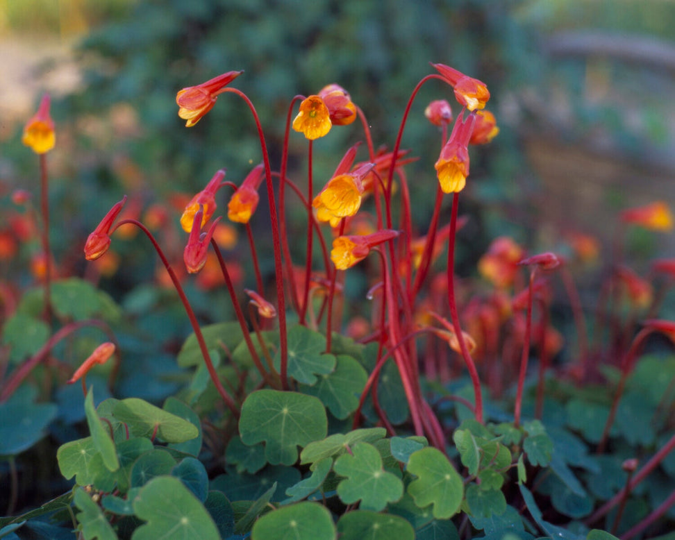 Tropaeolum tuberosum