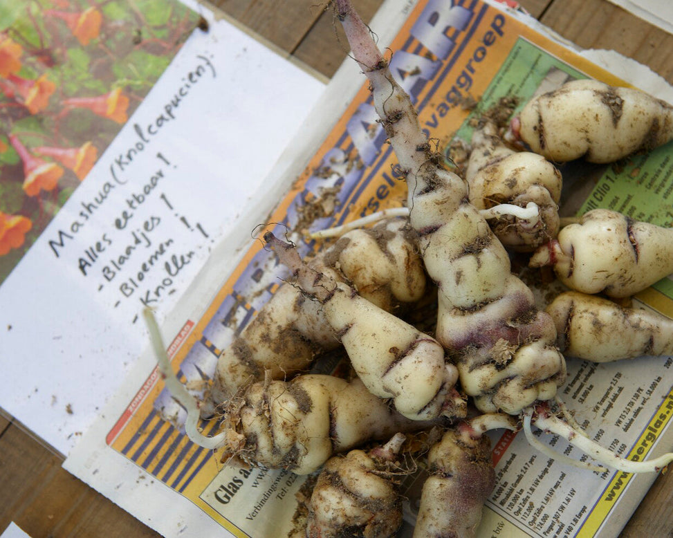 Tropaeolum tuberosum