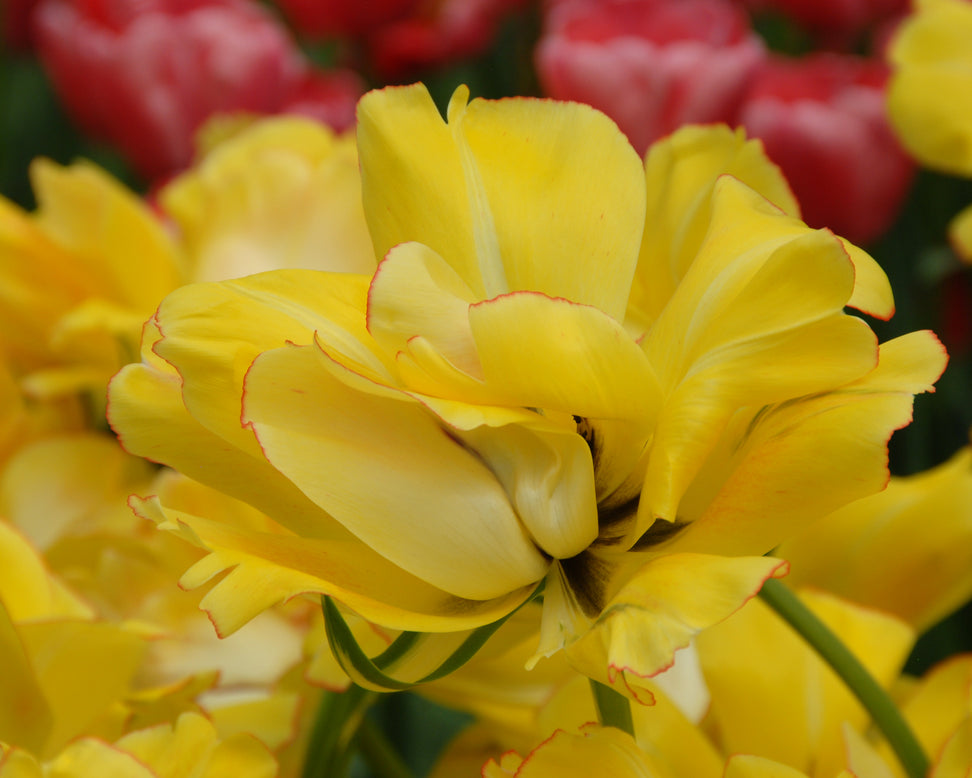 Tulip 'Akebono'