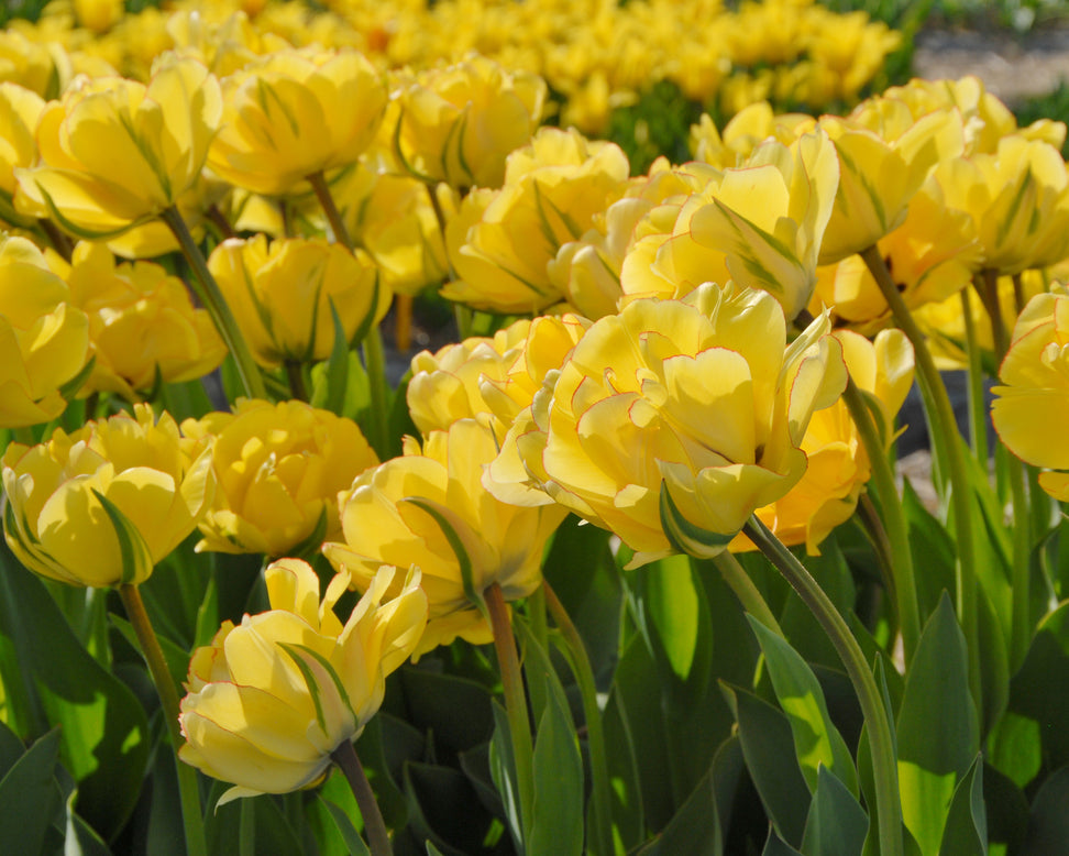 Tulip 'Akebono'