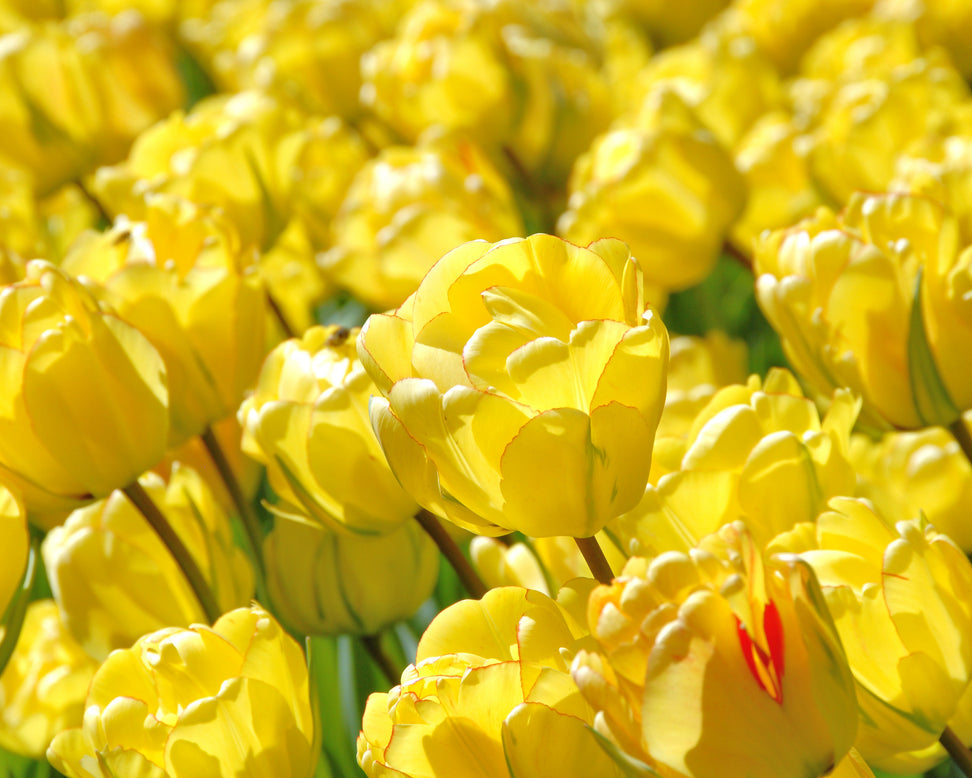 Tulip 'Akebono'