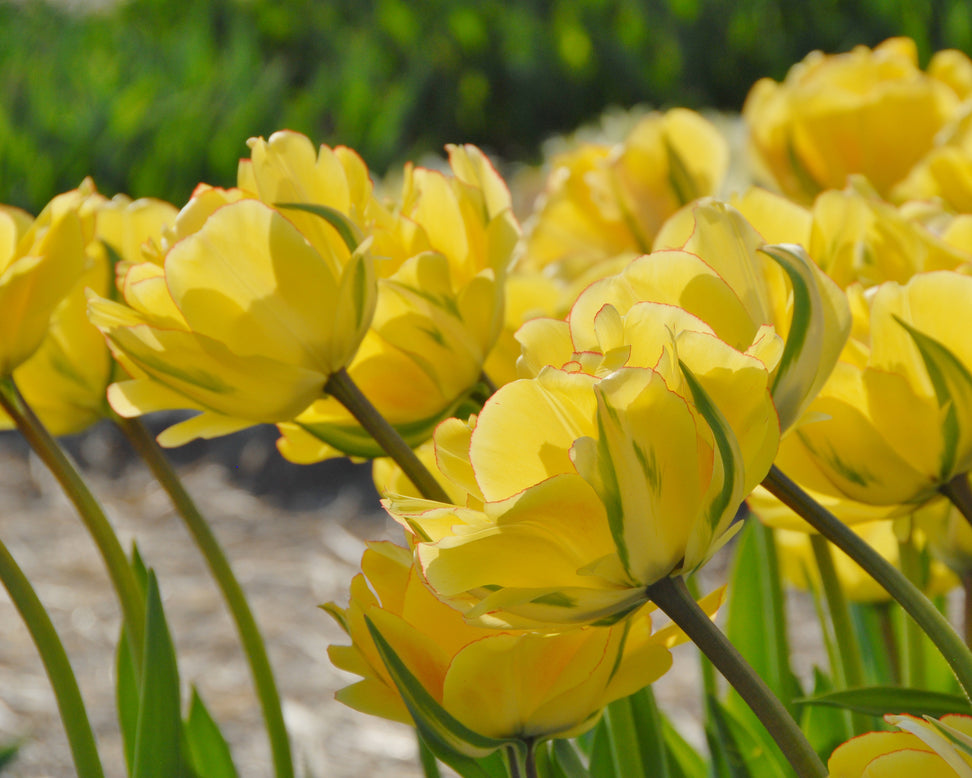 Tulip 'Akebono'