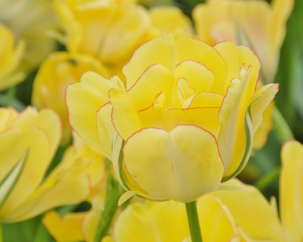 Tulip 'Akebono'