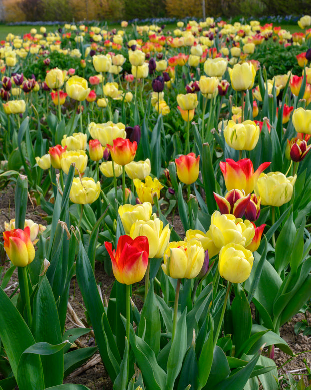 Tulip 'Akebono'