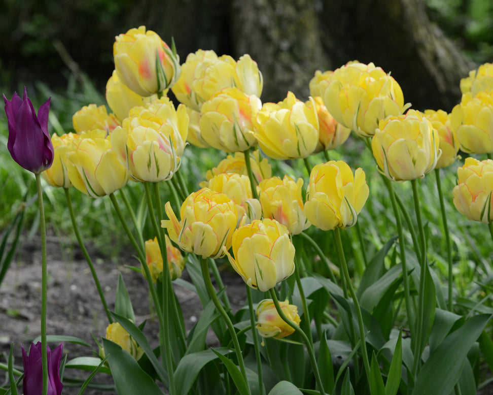 Tulip 'Akebono'