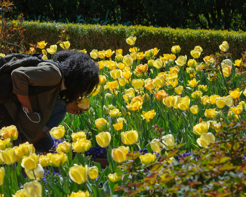 Tulip 'Akebono'