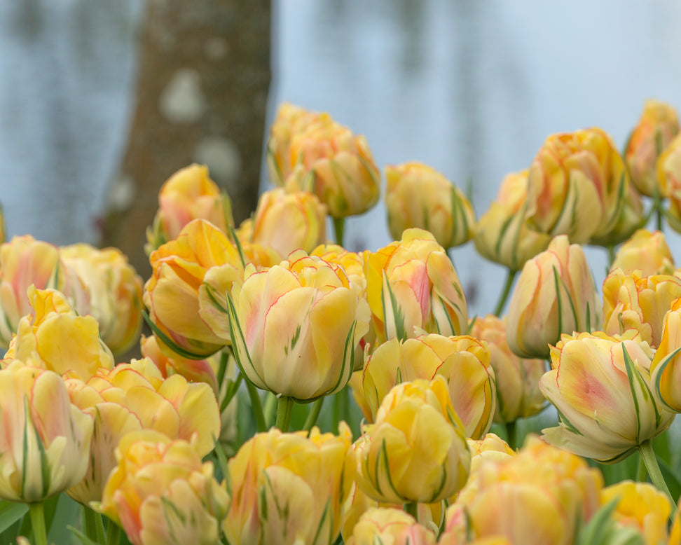 Tulip 'Akebono'