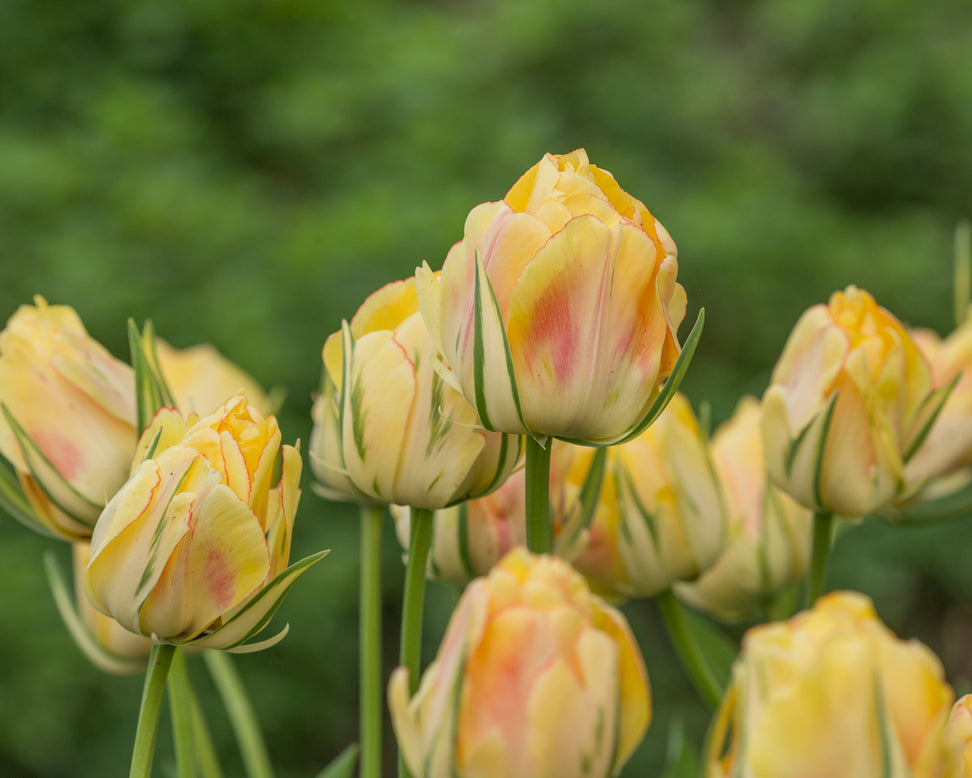 Tulip 'Akebono'