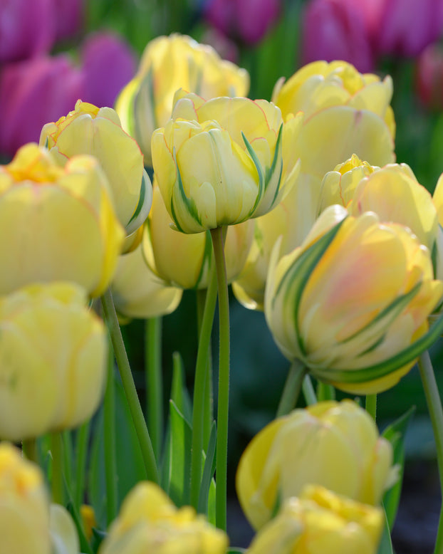 Tulip 'Akebono'