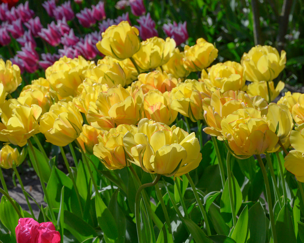 Tulip 'Akebono'