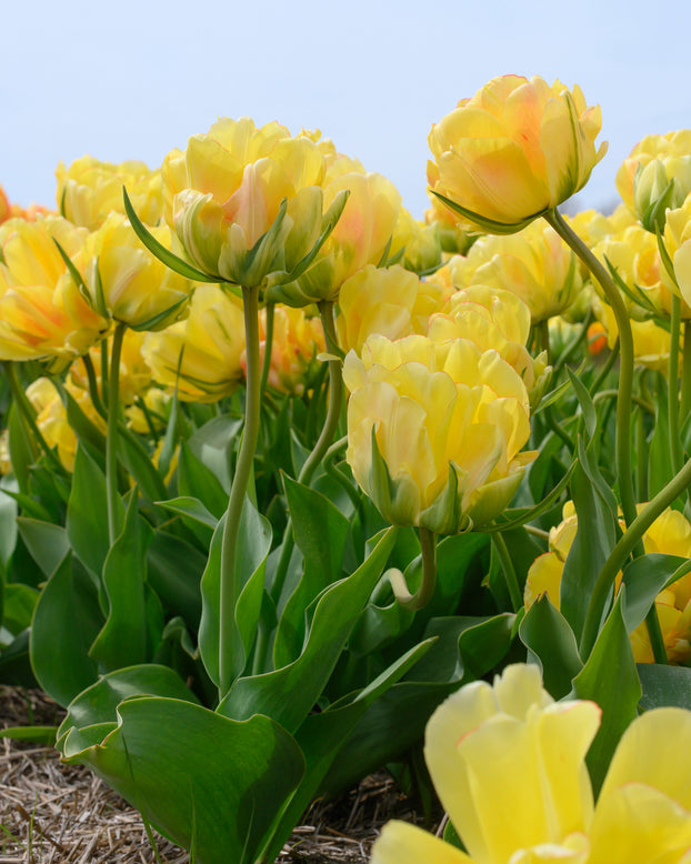 Tulip 'Akebono'