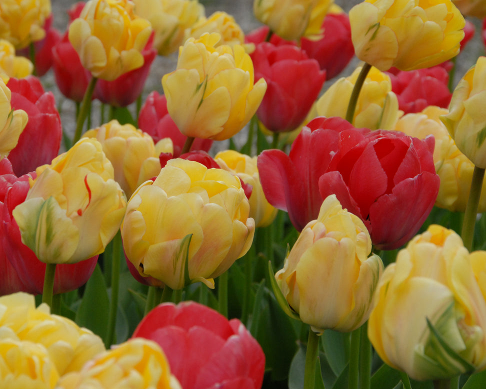 Tulip 'Akebono'