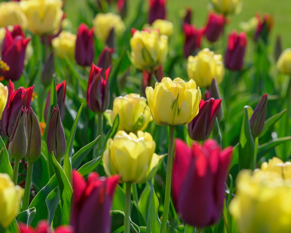 Tulip 'Akebono'