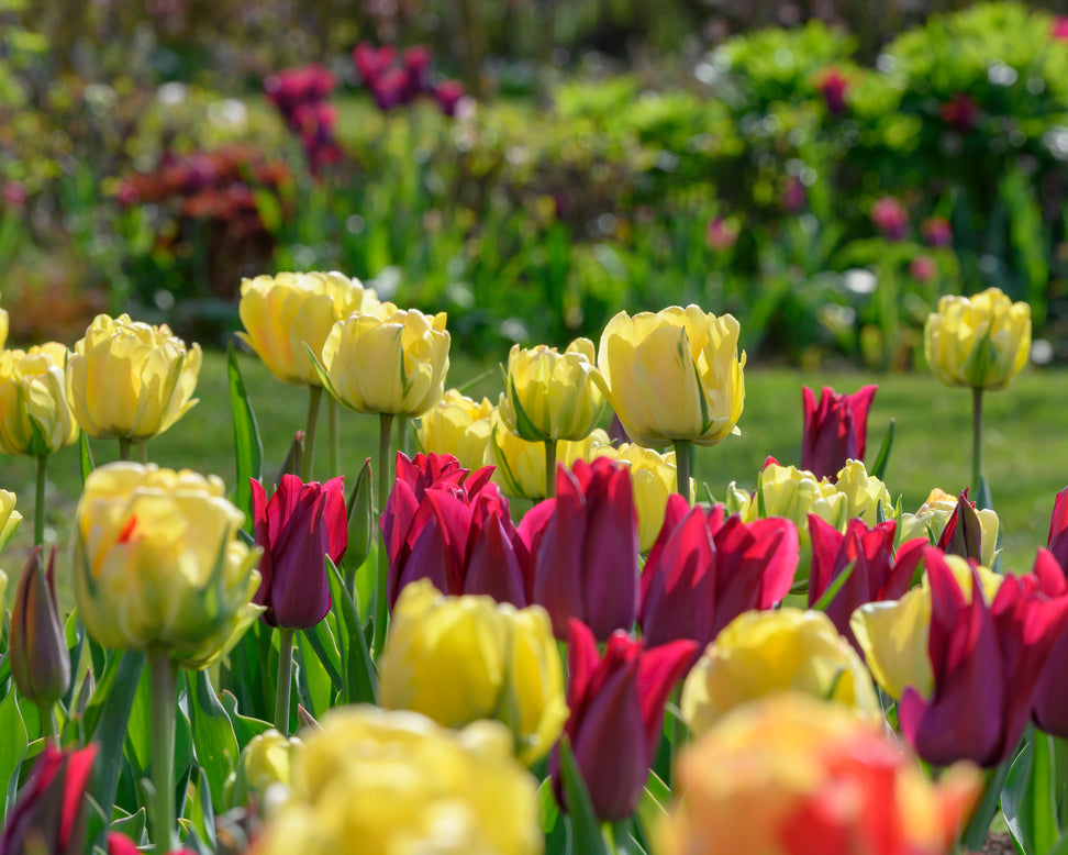 Tulip 'Akebono'