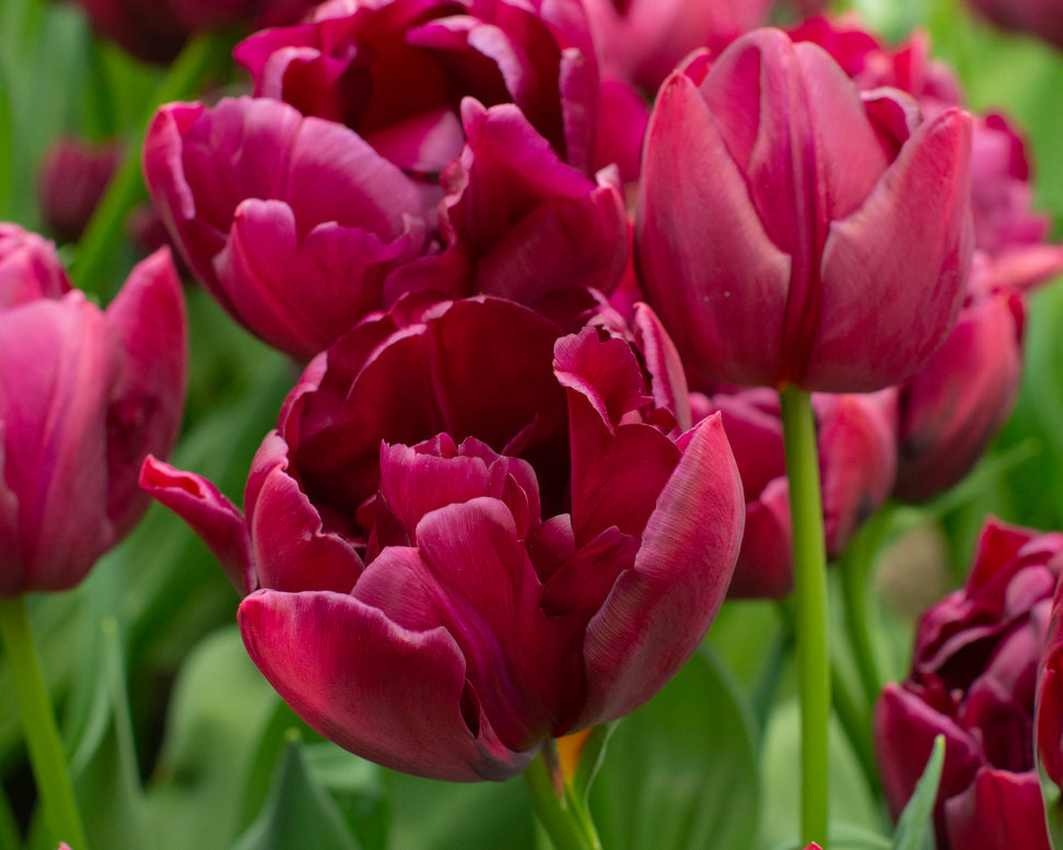 Tulip 'Alison Bradley'