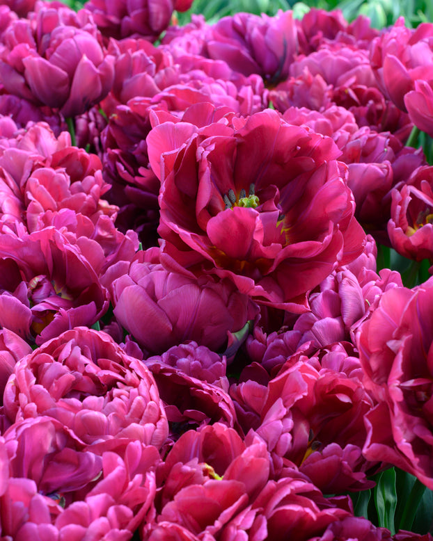 Tulip 'Alison Bradley'