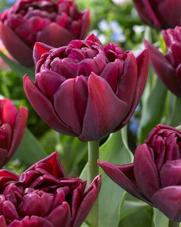 Tulip 'Alison Bradley'