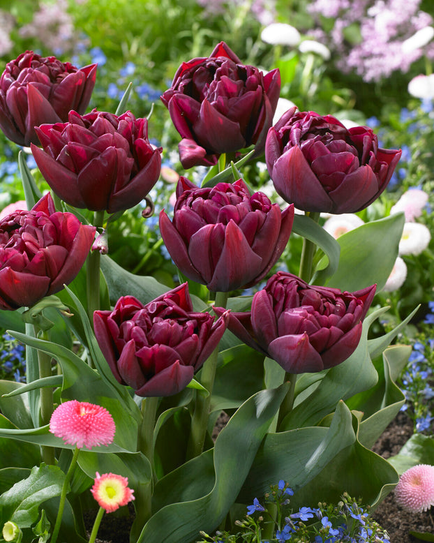 Tulip 'Alison Bradley'