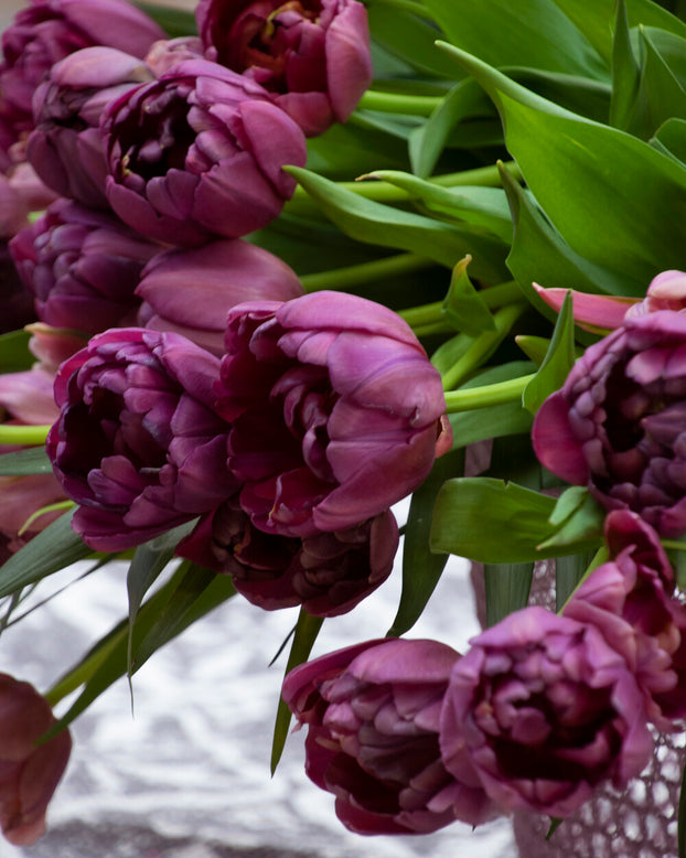 Tulip 'Alison Bradley'