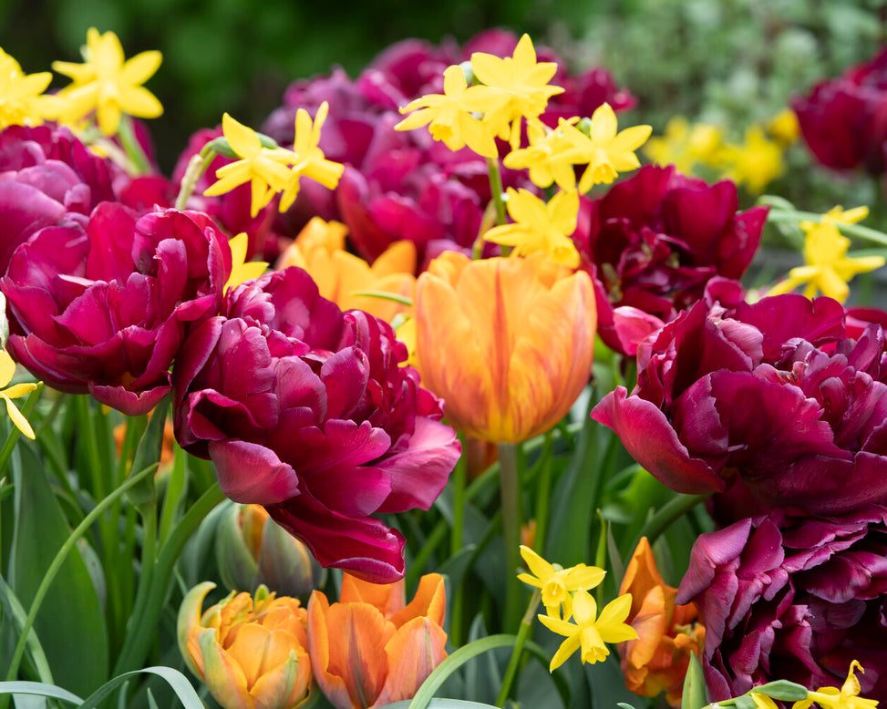 Tulip 'Alison Bradley'