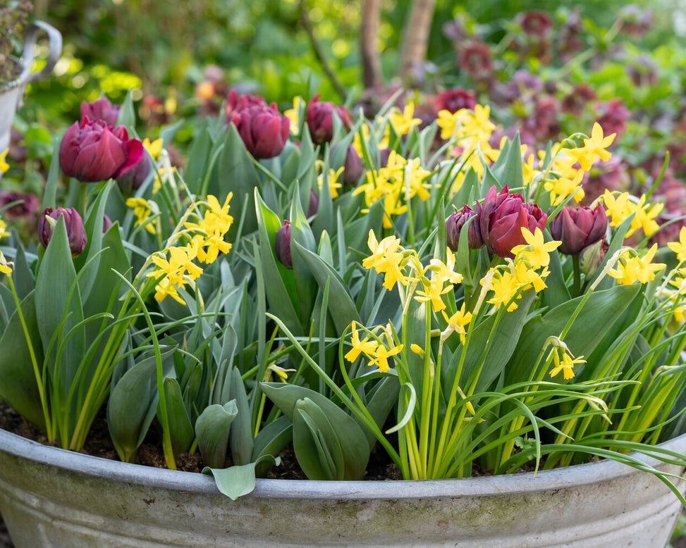 Tulip 'Alison Bradley'